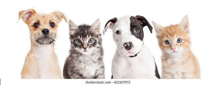 Row of cute puppies and kittens on a long horizontal banner. Sized to fit a popular social media cover placeholder.