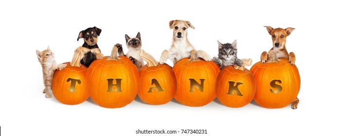 Row of cute puppies and kittens over six carved pumpkins with the word Thanks for Thanksgiving. Isolated on white and sized for a popular social media cover image.