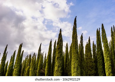 Row of cypress trees against dramatic sunset sky.