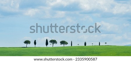 Row of Cypress Trees with blue skies in Tuscany
