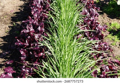Row of deep purple beets, bordered by a strip of green chives