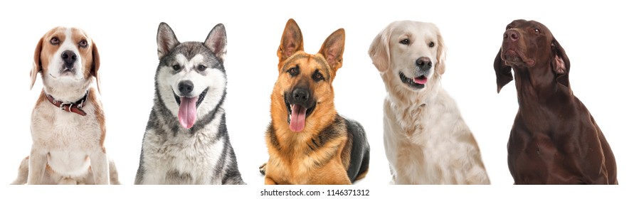 Row of different dogs on white background