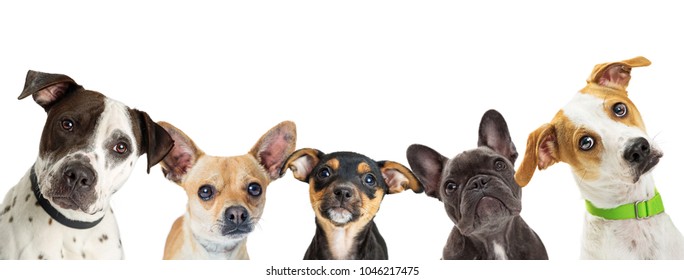 Row of different size and breed dogs over white horizontal social media or web abnner with room for text
