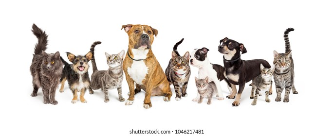 Row of different size and breeds of cats and dogs together, isolated on a white social media or web banner