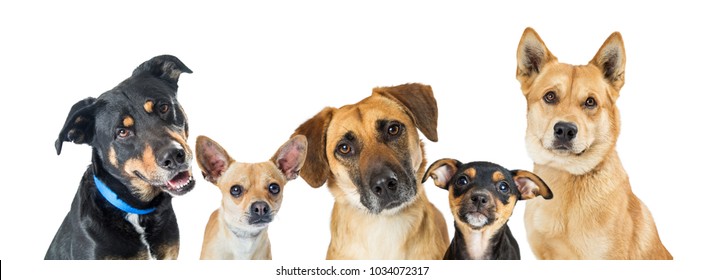 Row Of Different Types Of Small Medium And Large Mixed Breed Dogs Over White On A Horizontal Web Banner