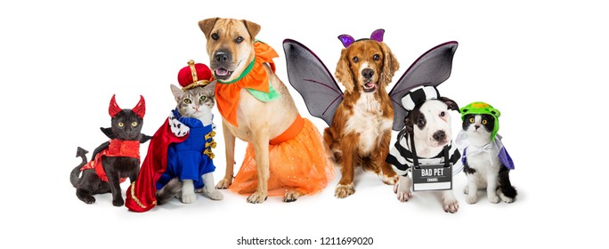 Row of dogs and cats together wearing cute Halloween costumes. Web banner or social media header on white. 