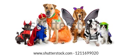 Row of dogs and cats together wearing cute Halloween costumes. Web banner or social media header on white. 