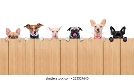 Row Of Dogs As A Group Or Team , All Hungry And Tongue Sticking Out , Behind A Wall Of Wood , Isolated On White Background