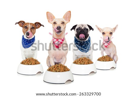 row of dogs as a group or team , all hungry and tongue sticking out ,in front of food bowls , isolated on white background