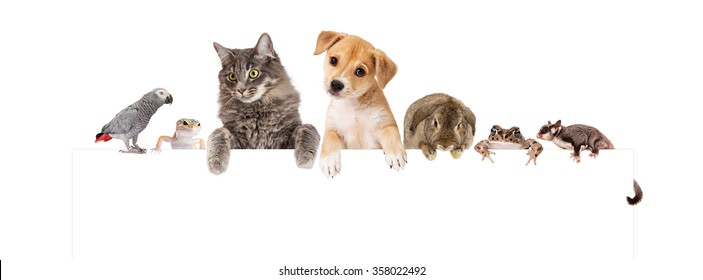 Row of domestic pets hanging over a blank white banner. Image sized to fit a popular social media banner photo placeholder.