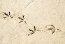 A Row Of Dove Track On Wet Sand On A Beach At Dawn.