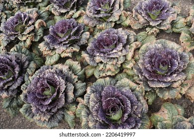 A Row Of Dried And Crispy Chinese Cabbage 'Miss Hong' After A Cold Front In The Fall