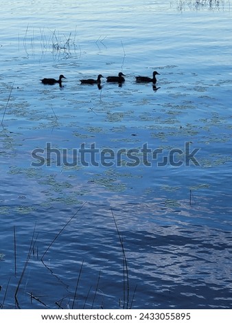 A row of ducks in the Boston Commons of Massachusetts. There are four ducks in this photo and they are the focal point since they are surrounded by water. The picture features clear water and sunshine