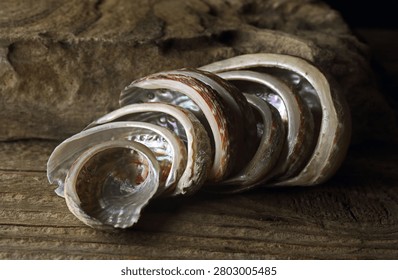 A ROW OF EMPTY ABALONE SHELLS IN CONSEQUENTIAL SIZES