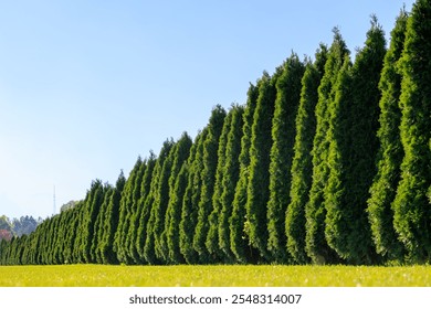 A row of evergreen trees with a clear blue sky in the background. The trees are tall and green, and they seem to be in a field - Powered by Shutterstock