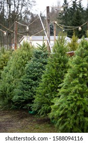 Row Of Evergreen Trees For Sale At A Christmas Tree Farm, With Space For Text