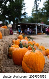 A Row Of Fall Orange Pumpkins Sitting On The Ground At A Fall Festival At A Local Pumpkin Patch With Copy Space.