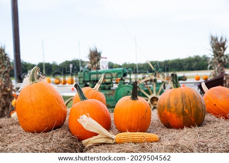 A row of fall orange pumpkins sitting on the ground at a fall festival at a local pumpkin patch and a dried corn cob.