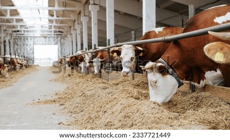 Row of farm cows eating hay food in barn stall, animal feeding side view.