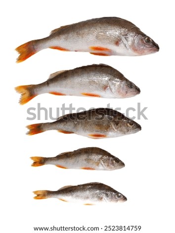 A row of fish with the first one being the largest and the last one being the smallest. The fish are all different sizes and colors