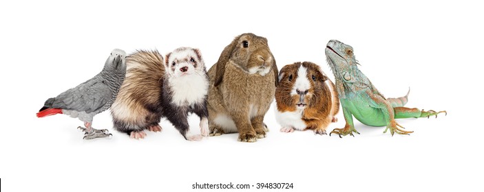 Row five common small domestic pets sitting together over white    bird  ferret  bunny  guinea pig   iguana lizard