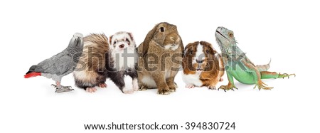 Row of five common small domestic pets sitting together over white - bird, ferret, bunny, guinea pig and iguana lizard