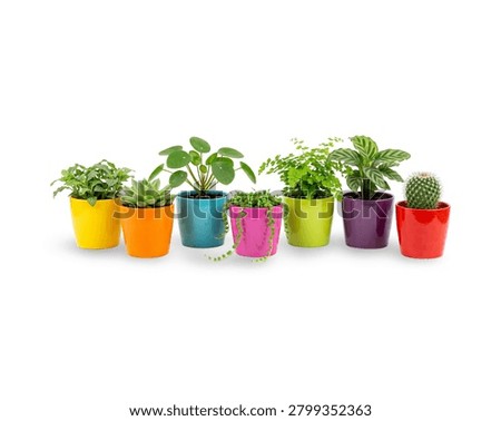 A row of five various small houseplants, including a spider plant, Chinese money plant, succulents, snake plant, and inch plant, growing in vibrant, colorful ceramic pots arranged against a clean white background.