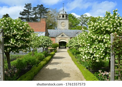 A row of flowering snowball trees in May, Oxfordshire, England, Great Britain, UK. Viburnum opulus 'Roseum' commonly known as Snowball or Guelder rose.