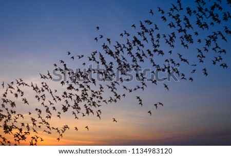 Row of flying bats colony with sunset sky background