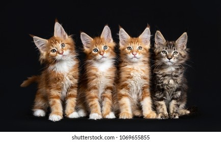 row-four-maine-coon-cats-260nw-1069655855.jpg