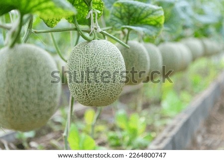 Row of Fresh green melon in greenhouse