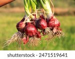 Row of freshly cultivated organically grown onions in vegetable garden. The bounce of fresh onions in the hands of a farmer. Red Onion bulbs in soil, plantation in country garden, growing vegetables.