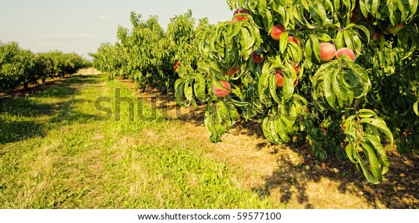 Row of fruit\
trees.  Ripen peaches in\
Italy