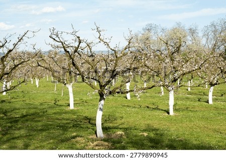 Row of fruit trees with white painted trunks for protection.