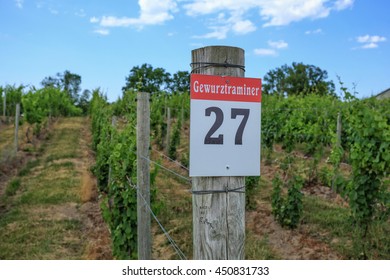 A Row Of Gewurztraminer Grapes At A Winery In The Finger Lakes Region Of New York.