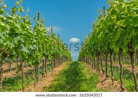 A row of grape vines with a cloudy sky in the background. Jechtingen, Emmendingen, Kaiserstuhl, Fribourg-en-Brisgau, Bade-Wurtemberg, Deutchland, Europe.