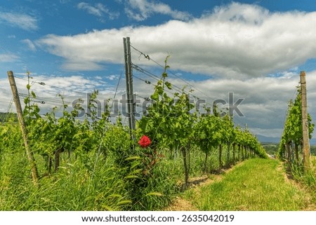 A row of grape vines with a cloudy sky in the background. Jechtingen, Emmendingen, Kaiserstuhl, Fribourg-en-Brisgau, Bade-Wurtemberg, Deutchland, Europe.