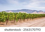 Row of grapevines at a vineyard in Central California with mountains in the background.