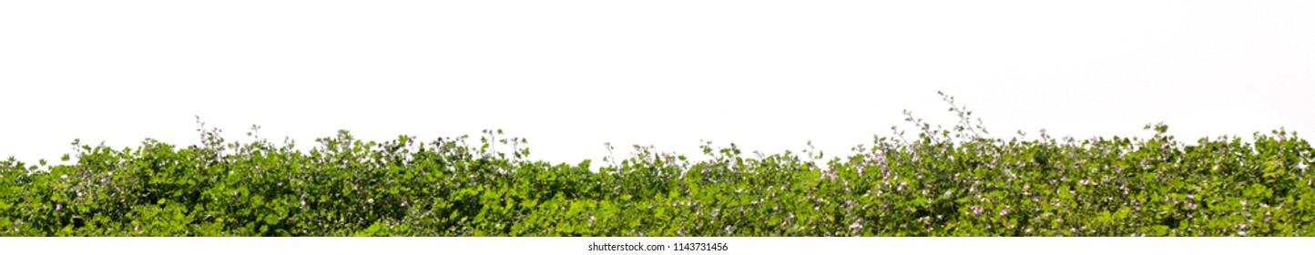 A Row Of Grass On A White Background