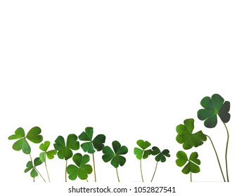 457 Real four leaf clovers Images, Stock Photos & Vectors | Shutterstock