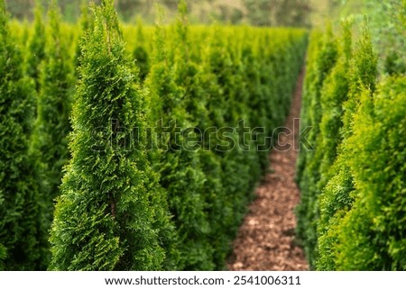 Row of Green Thuja Trees