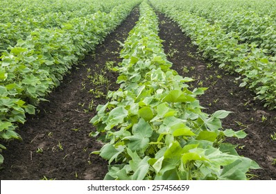 Row Of Growing Cotton Field In India.