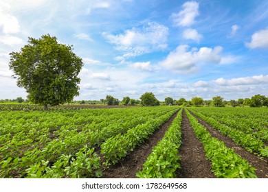 Row Of Growing Green Cotton Field In India.