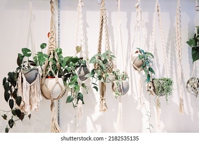 a row of hanging plants in bonehmian boho macrame plant holders against a white wall.