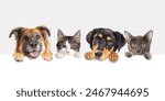 Row of heads of dogs and cats with paws up hanging over a blank white sign sized for website banner or social media header