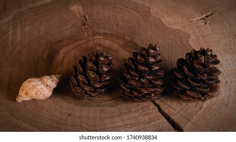 A Row Of Identical Cones And A Different Sea Shell.