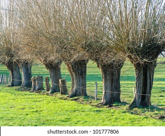 Row Of Knotted Willows In A Meadow In Winter