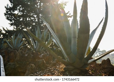 7,867 Aloe plant wallpaper Images, Stock Photos & Vectors | Shutterstock