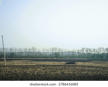Row of leafless trees lining plowed farmland under hazy pale sky in rural Rajasthan India (Tree line horizon, agricultural field and countryside landscape)