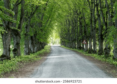 A row of lime trees on the side of the road